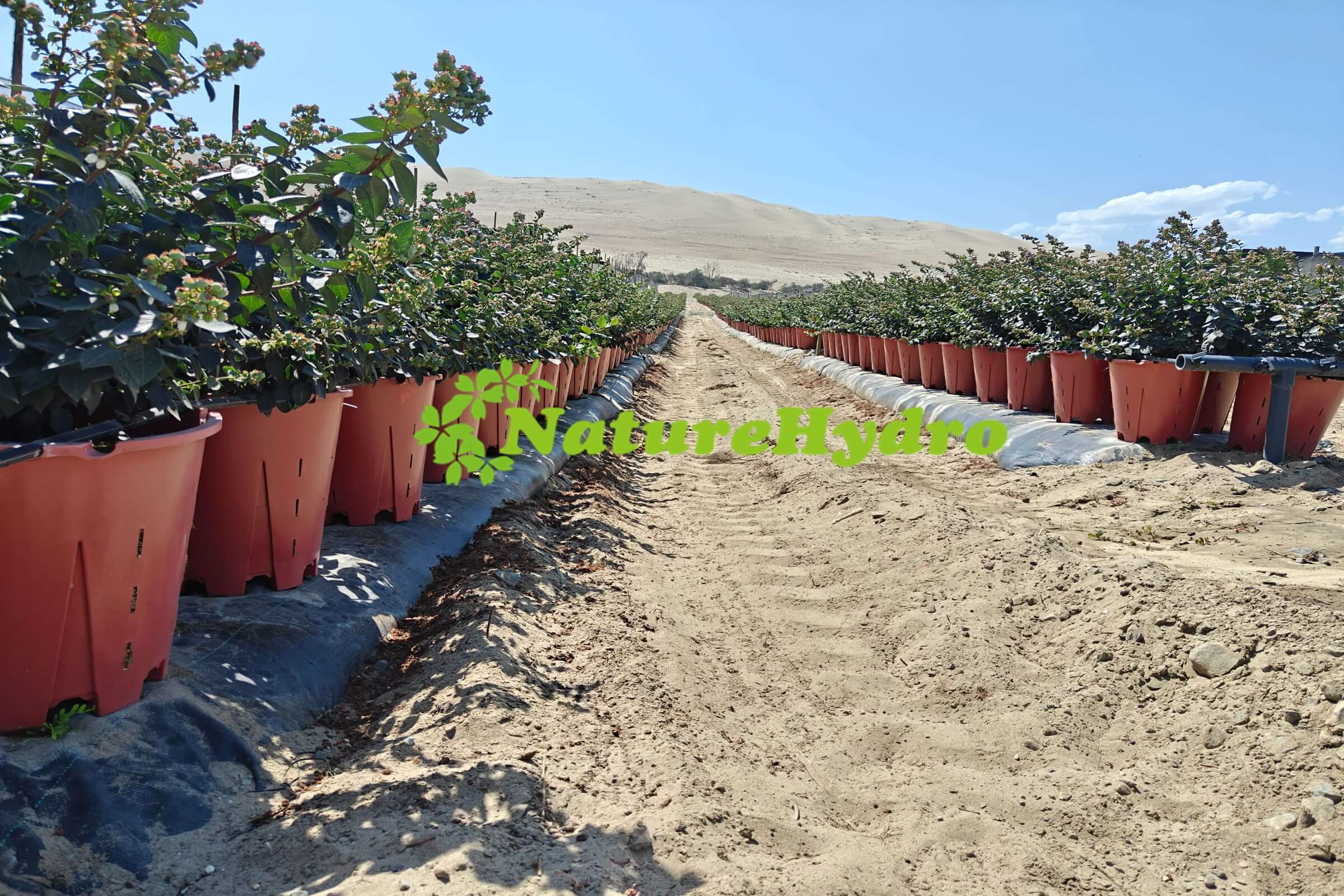 Naturehydro Blueberry Pots Wholesale cover